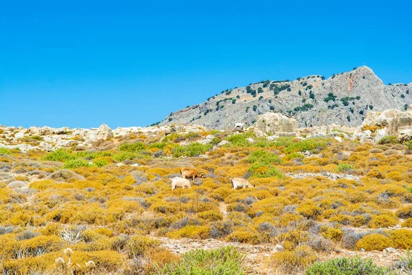 Yunanistan 'ın Rodos adasındaki vadide vahşi keçiler yürüyor