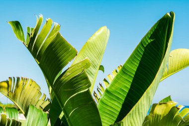 Parlak mavi gökyüzünün arka planında tropik palmiye ağaçları