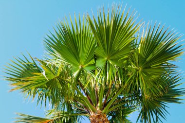 Parlak mavi gökyüzünün arka planında tropik palmiye ağaçları