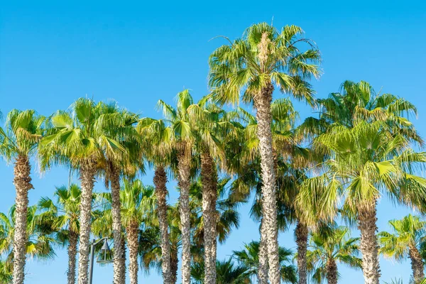 Parlak mavi gökyüzünün arka planında tropik palmiye ağaçları