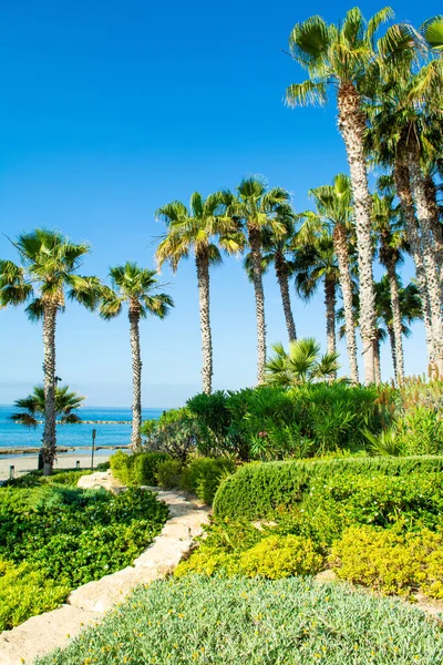 Beautiful green park on the shores of the Mediterranean Sea, Limassol, Cyprus 