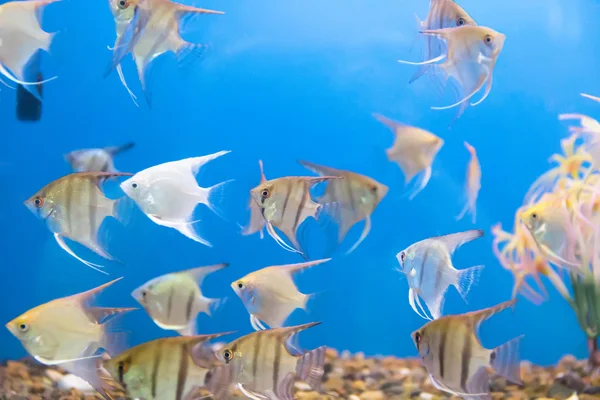 Aquarium fish scalare — Stock Photo, Image