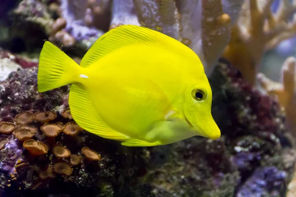 Gelbe Zebrasoma im Aquarium — Stockfoto