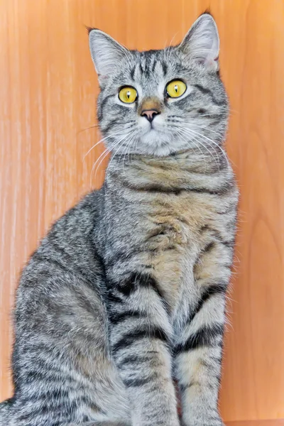 Кошачий портрет с желтыми глазами — стоковое фото