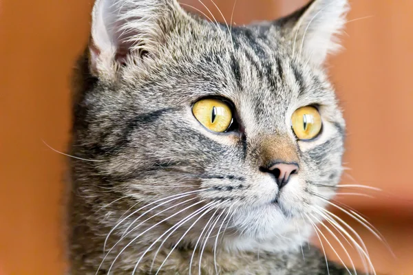 Retrato de gato con ojos amarillos — Foto de Stock