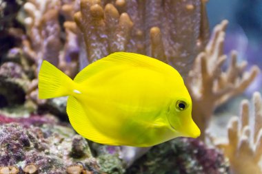 Akvaryum sarı zebrasoma