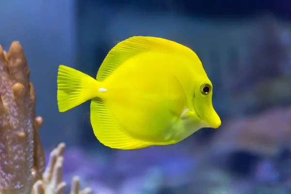 Zèbre jaune dans l'aquarium — Photo