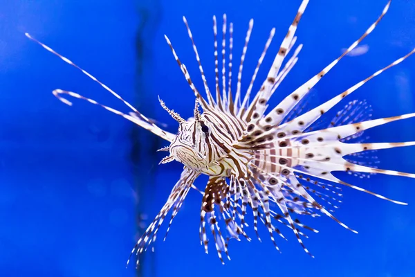 Pterois volitan dalam air biru — Stok Foto