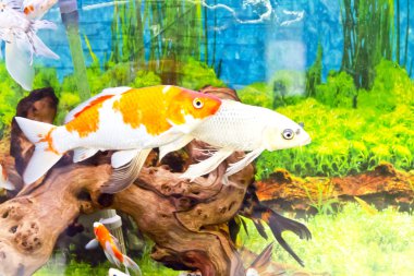 Cyprinus carpio koi akvaryum