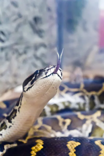 Photo de tête de serpent verticale avec langue sortie — Photo
