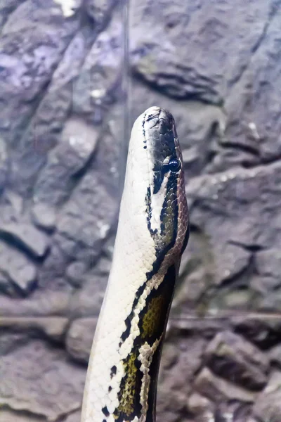 Foto vertikální hadí hlavou zblízka — Stock fotografie