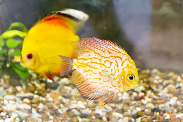 Symphysodon aequifasciata haraldi in aquarium — Stock Photo, Image