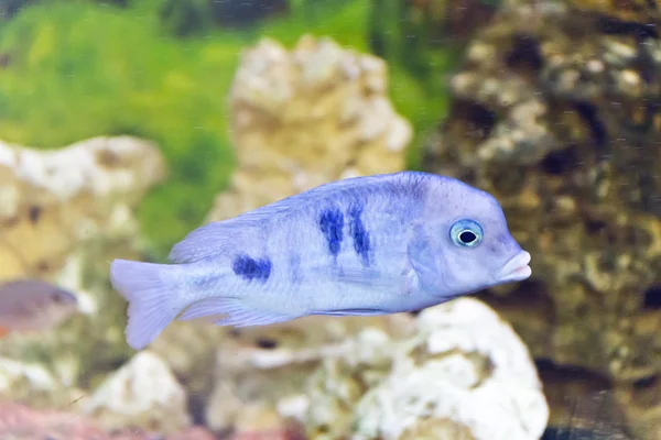 수족관에서 Haplochromis moorii — 스톡 사진