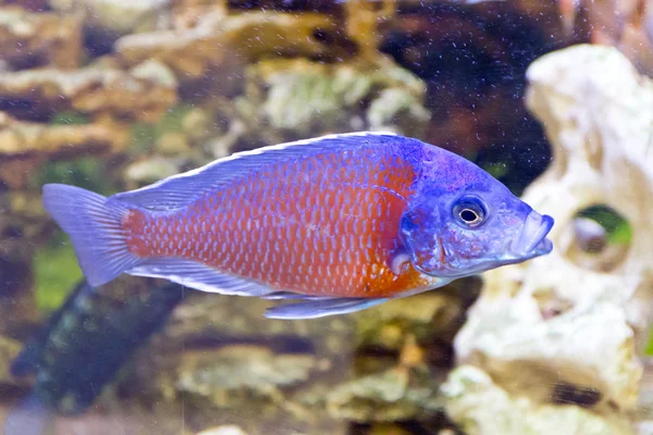 水族館内 Copadichromis Kadango — ストック写真