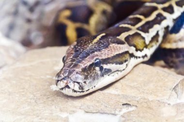 Python kafa fotoğrafı yakın çekim