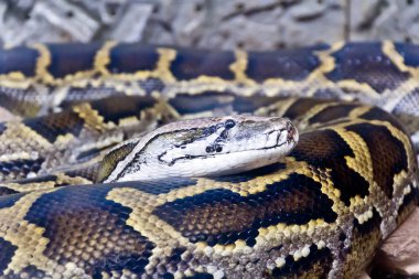 Python kafa fotoğrafı yakın çekim