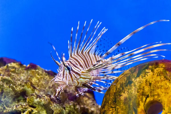 Pterois volitans in blue water — Stock Photo, Image