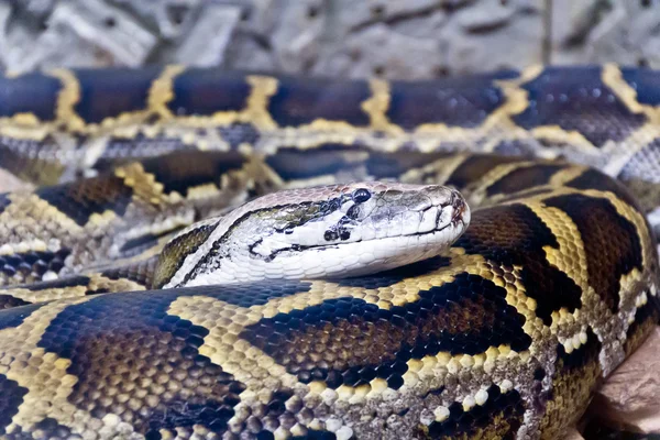 Foto av python huvud på nära håll — Stockfoto