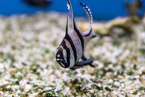 Close up pportrait do peixe azul — Fotografia de Stock