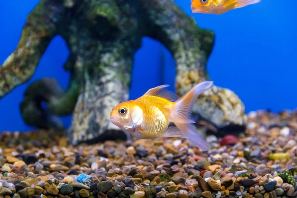 Small yellow fish underwater — Stock Photo, Image