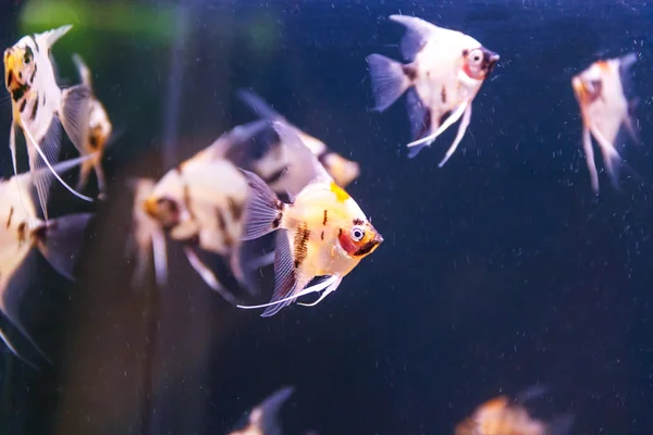 Group of aquarium scalare fishes swimming — Stock Photo, Image