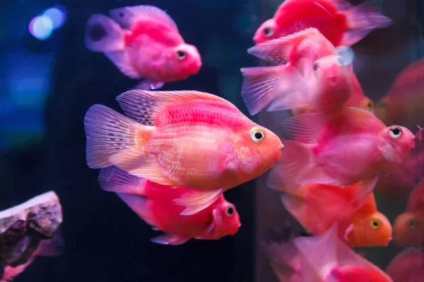 Group of orange red parrot cichlid — Stock Photo, Image