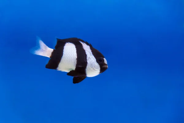 En svart och vit dascyllus trimaculatus fisk i akvarium tank — Stockfoto