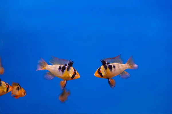 Two fishes on blue background — Stock Photo, Image