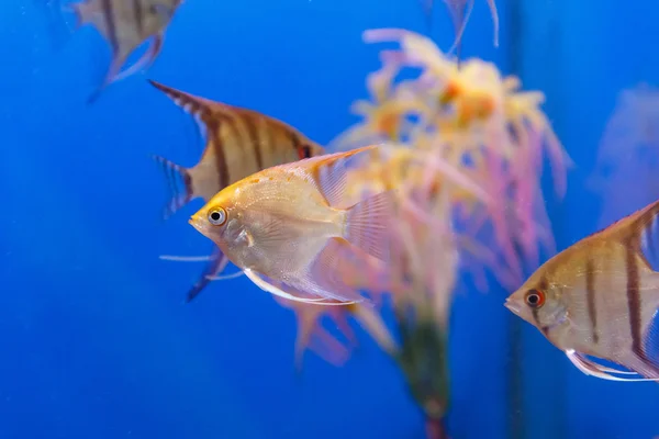 Several triangle shaped scalare fishes — Stock Photo, Image
