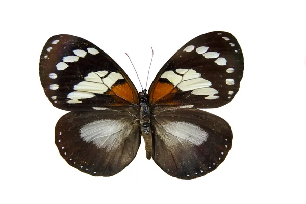 Beautiful butterfly on museum stand — Stock Photo, Image