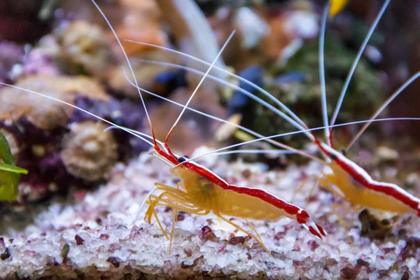 Two shrimps walking the bottom — Stock Photo, Image