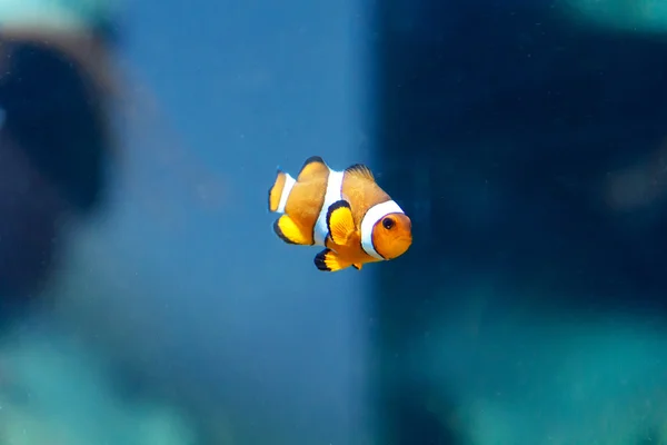 One orange sad clown fish — Stock Photo, Image