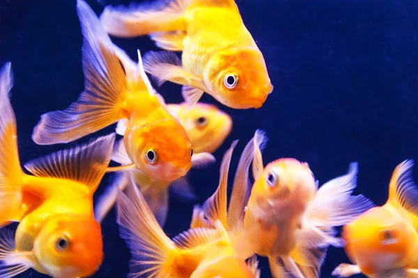 Orange parrot fish swimming in aquarium — Stock Photo, Image