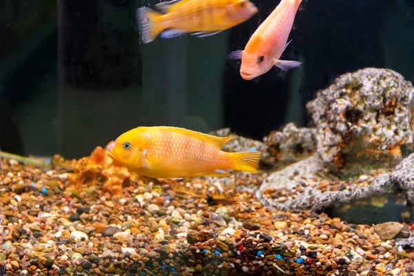 Peixes de aulonocara alaranjados natação — Fotografia de Stock