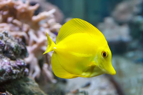 Un pez cebrasoma amarillo sobre fondo de arrecife — Foto de Stock