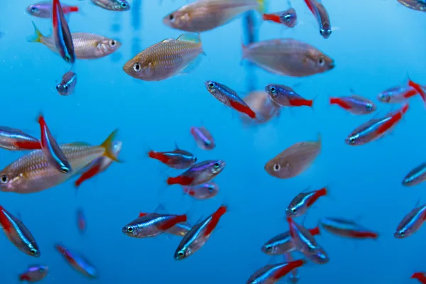 Large amount of little fishes — Stock Photo, Image