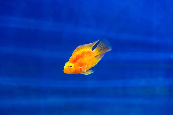 Red Parrot Cichlid — Stock fotografie