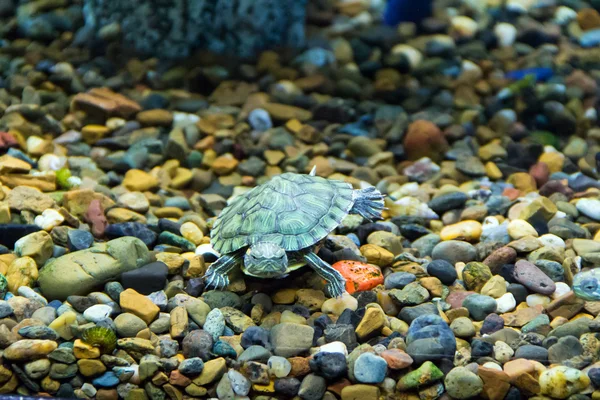 Schleichenschildkröte — Stockfoto