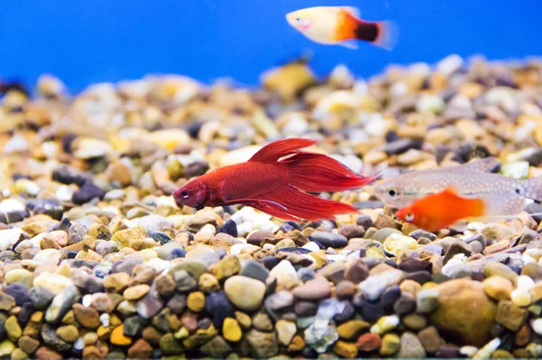 Peixe-galo-do-aquário — Fotografia de Stock