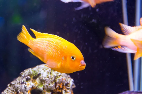 Peixes aulonocara — Fotografia de Stock