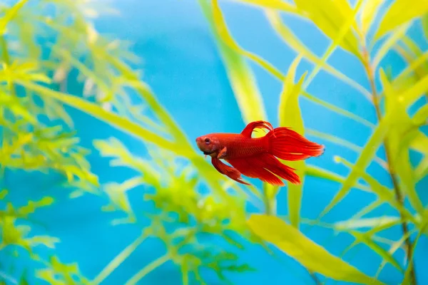Aquarium cockerel fish — Stock Photo, Image