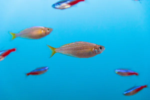 Aquarium fish — Stock Photo, Image