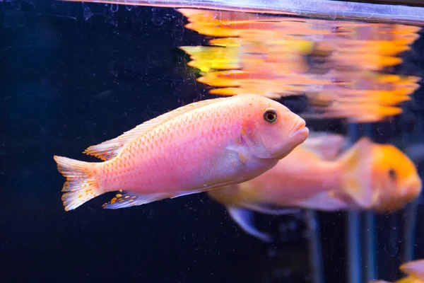 Аулонокара риби — стокове фото