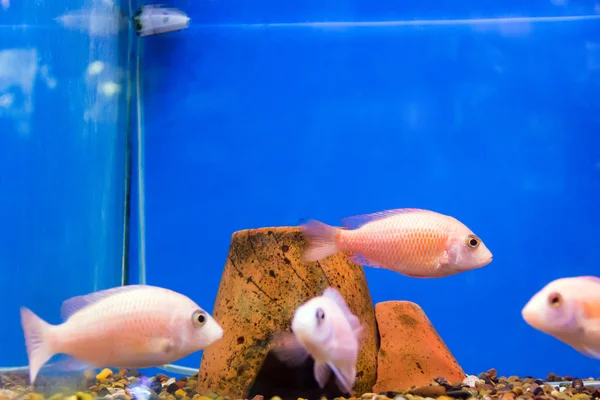 Pesci dell'Aulonocara — Foto Stock