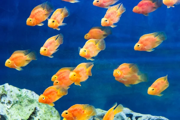 Red Parrot Cichlid Royalty Free Stock Photos