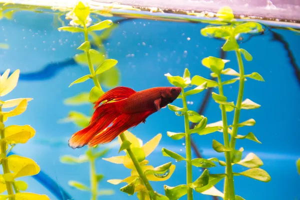 Cockerel aquariumvissen Rechtenvrije Stockfoto's