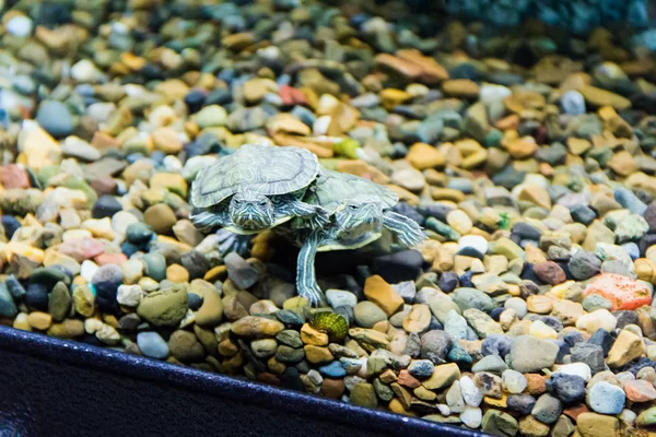 Schleichenschildkröte — Stockfoto