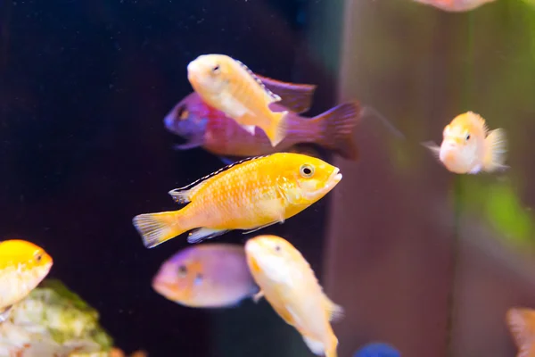 Aulonocara fish — Stock Photo, Image