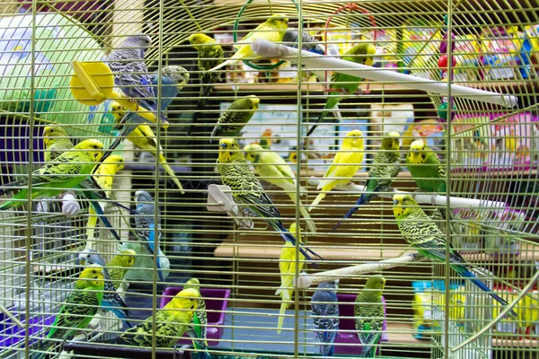 Wavy parrots in the hutch — Stock Photo, Image