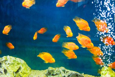 Kırmızı papağan Çiklit